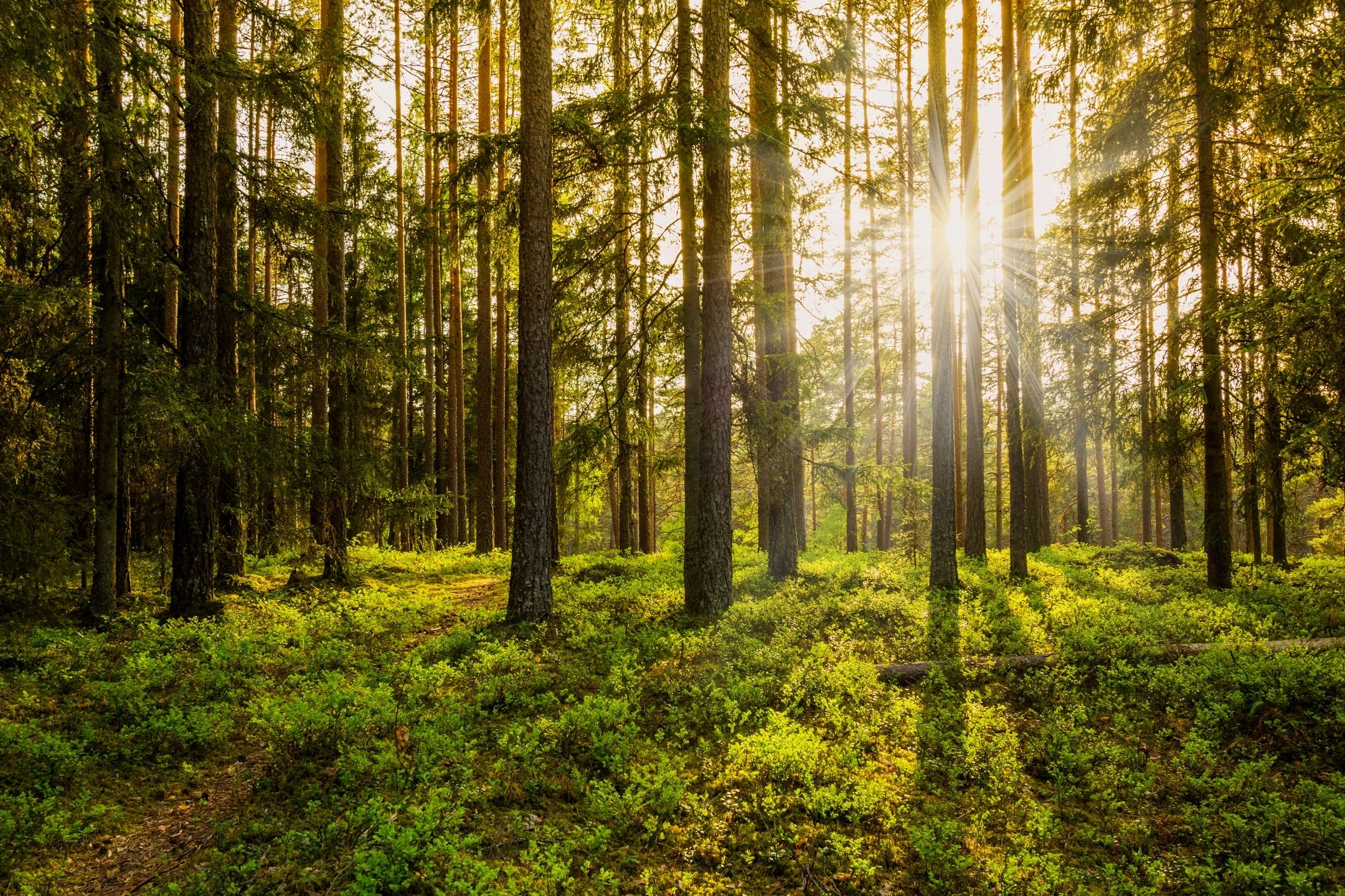 RISE AND REWILD CIC - Exeter | CIC Directory